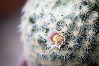 Das Bild zeigt einen Nahaufnahme eines Warzenkaktus, dessen Oberfläche mit dichten, feinen weißen Stacheln bedeckt ist, unter denen eine einzelne, zarte rosa Blüte hervorsticht.