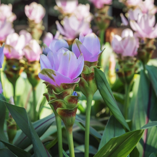 Ein Meer aus zarten, pink-violetten Siam-Tulpen, die dicht beieinander stehen und mit ihren kräftigen, grünen Blättern eine beeindruckende Kulisse schaffen
