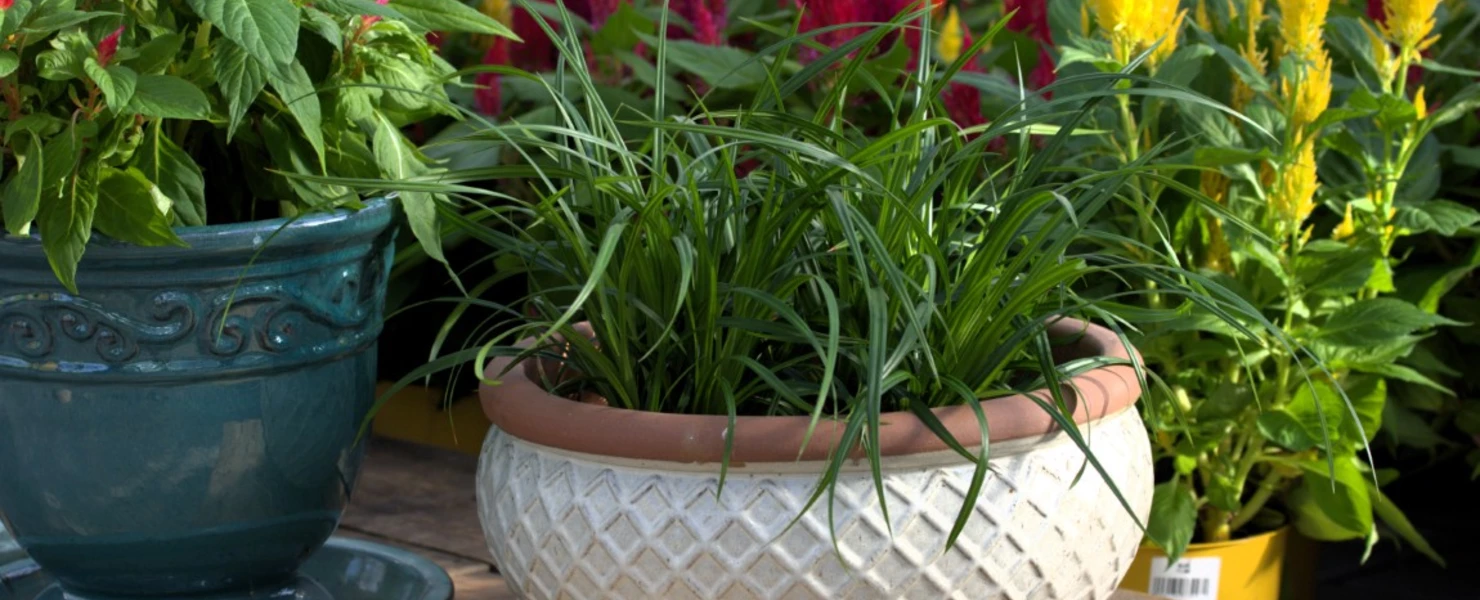 Carex morrowii 'Irish Green' in einer runden Terrakottaschale auf einem Holztisch, umgeben von bunten Blütenpflanzen.