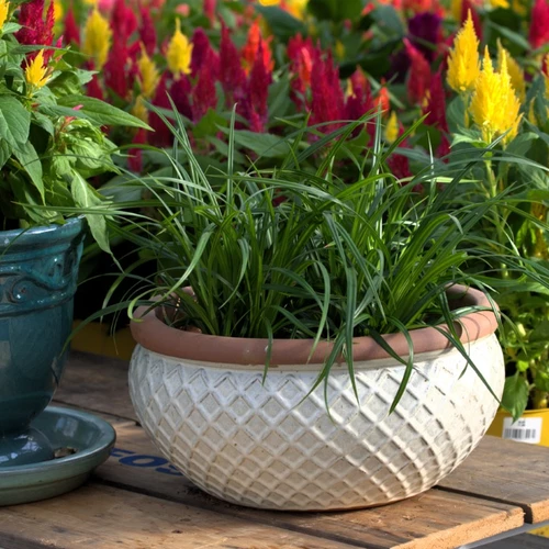 Carex morrowii 'Irish Green' in einer runden Terrakottaschale auf einem Holztisch, umgeben von bunten Blütenpflanzen.