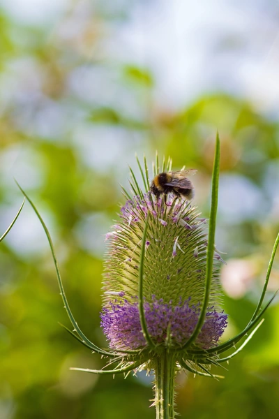 Eine Wilde Karde mit stacheligen, grünen Blütenständen und einem violetten Blütenkranz. Eine Hummel sammelt Nektar auf der Blüte. Der Hintergrund ist unscharf mit grünen und blauen Farbtönen.