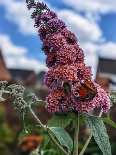 Ein Pfauenauge auf zart lachsfarbenen Blüten des Schmetterlingsflieders.