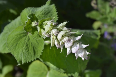 Blühender Muskateller-Salbei mit großen, grünen Blättern und einer auffälligen, hellvioletten Blüte, die in mehreren Lagen angeordnet ist, vor unscharfem grünen Hintergrund.