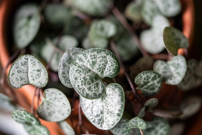 Hände halten eine Herzblatt-Pflanze (Ceropegia woodii) in einem Terrakottatopf.