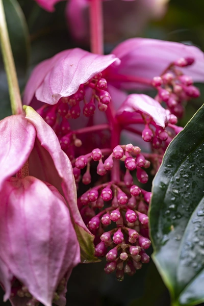 Nahaufnahme einer Medinille mit intensiven rosa Blüten und grünen Blättern, die von Wassertropfen bedeckt sind
