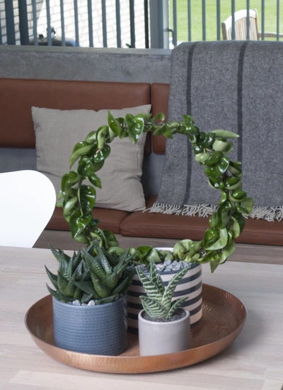 Das Bild zeigt eine kunstvoll geformte Wachsblume, die in einem Kreis angeordnet ist, zusammen mit anderen Sukkulenten in verschiedenen Töpfen auf einem Holztablett, das auf einem modernen Couchtisch in einem stilvoll eingerichteten Wohnzimmer platziert ist.