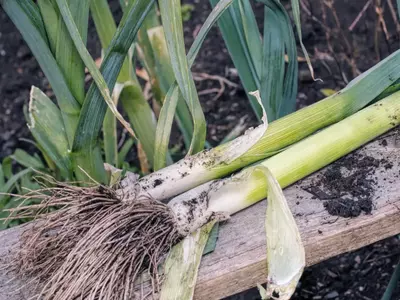 Frisch geernteter Winterlauch mit Wurzeln auf einem Holzbrett im Garten.