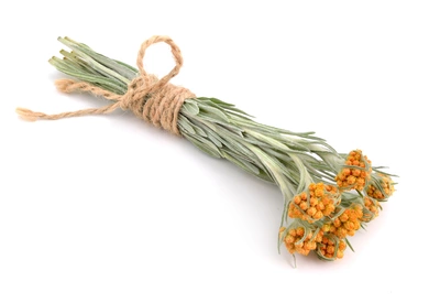 Currykraut (Murraya koenigii) als Bündel mit getrockneten, grünen Blättern und kleinen orangefarbenen Blüten, die mit Schnur zusammengebunden sind.