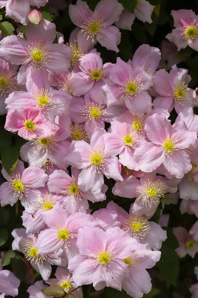 Zahlreiche zartrosa Blüten der Clematis montana ‘Mayleen’ in dichter Nahaufnahme.