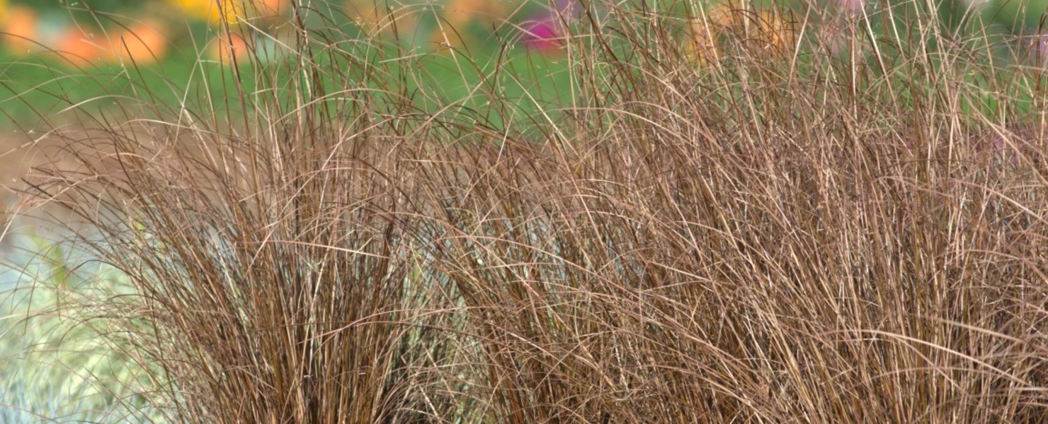 Carex buchananii 'Red Rooster' 