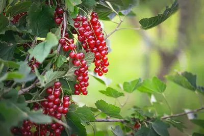Reife rote Johannisbeeren hängen in langen Trauben am Strauch.