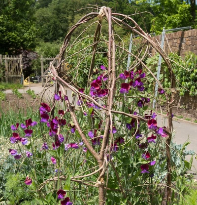 Duftende Wicke (Lathyrus odoratus) mit violett-purpurfarbenen Blüten, die an einer handgefertigten Rankhilfe aus Naturholz in einem sonnigen Garten emporwächst.