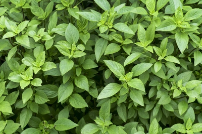 Zitronen-Basilikum (Ocimum × citriodorum) mit seinen hellgrünen, aromatischen Blättern wächst üppig in einem Garten. Die Blätter sind fein strukturiert und verleihen der Pflanze ein frisches Aussehen.