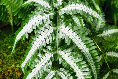 Detailaufnahme eines Wedels eines Silberfarns (Pteris argyraea)