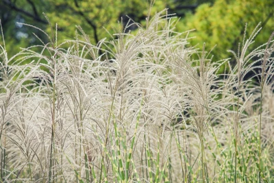 Zebragras mit silbernen Blütenwedeln in voller Blüte