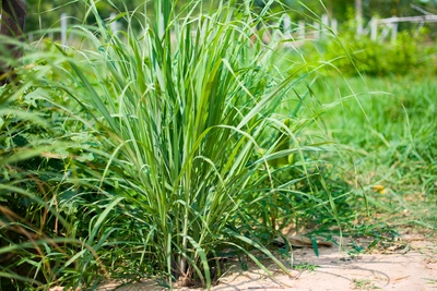 Großer Zitronengrasbusch mit langen, schmalen, grünlichen Blättern, die sich nach außen neigen. Die Pflanze wächst auf sandigem Boden in einem natürlichen, leicht verwilderten Gartenbereich mit weiteren grünen Pflanzen im Hintergrund.