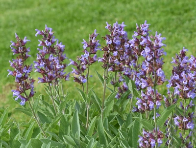 Eine wilde Salbeipflanze mit violetten Blüten und silbrig-grünen Blättern wächst auf einer Wiese. Die Blüten stehen in dichten, aufrechten Ähren und kontrastieren mit dem grünen Hintergrund.