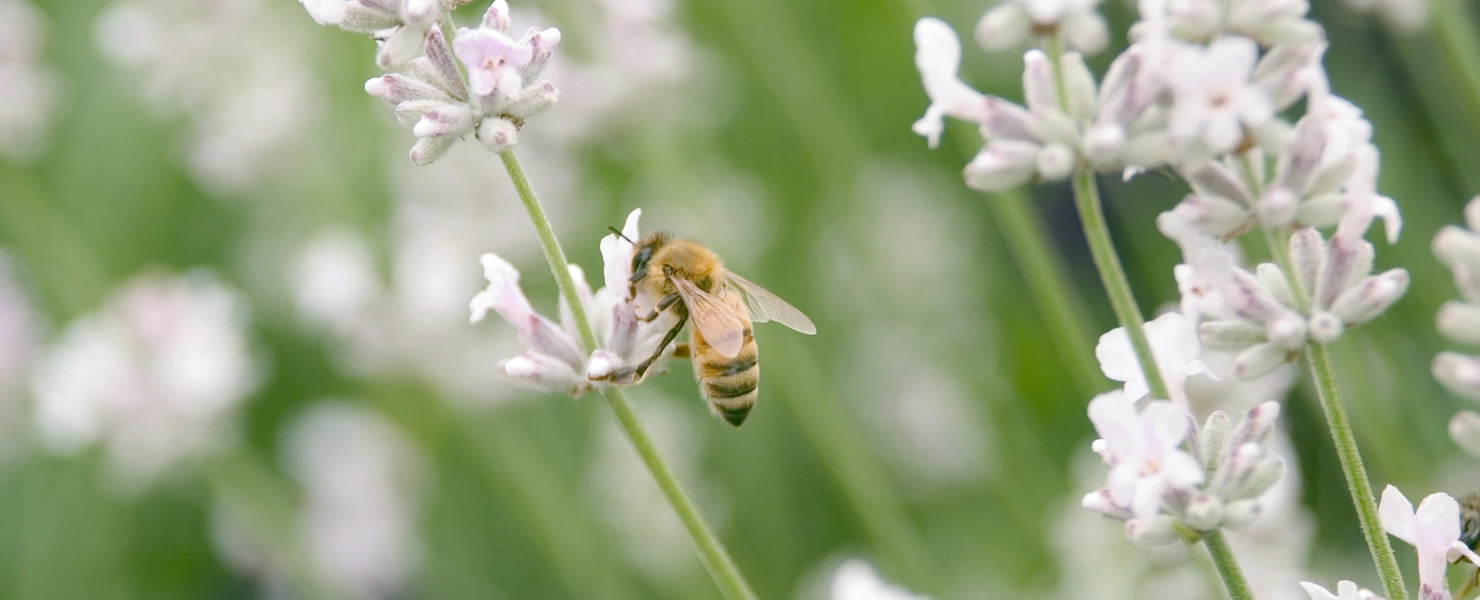 Eine Biene sammelt Nektar an einer weißen Lavendelblüte. Die filigranen Blütenstände erstrecken sich in die Höhe, umgeben von unscharfem, grünem Hintergrund mit weiteren Lavendelblüten. Die Biene sitzt mittig auf einer Blüte mit geöffneten Flügeln.