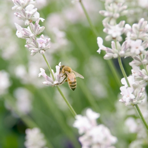 Eine Biene sammelt Nektar an einer weißen Lavendelblüte. Die filigranen Blütenstände erstrecken sich in die Höhe, umgeben von unscharfem, grünem Hintergrund mit weiteren Lavendelblüten. Die Biene sitzt mittig auf einer Blüte mit geöffneten Flügeln.