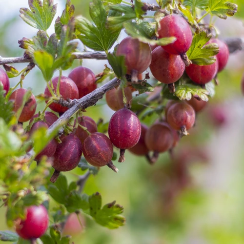Rote Stachelbeeren in dichten Trauben am Strauch, umgeben von grünem Laub.