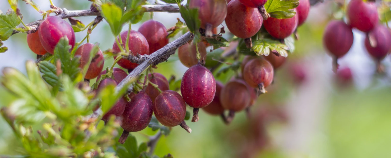 Rote Stachelbeeren in dichten Trauben am Strauch, umgeben von grünem Laub.