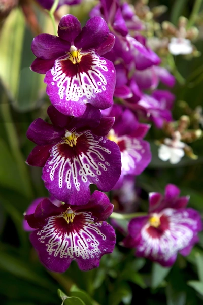 Das Bild zeigt eine Veilchenorchidee mit tief violetten Blüten, die weiße und gelbe Muster in der Mitte aufweisen, was ihnen ein auffälliges, fast gemaltes Aussehen verleiht