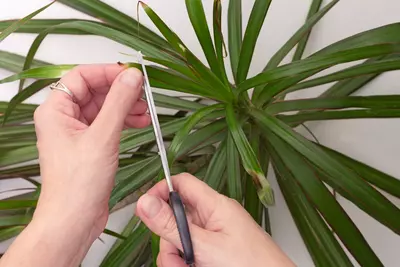 Hände schneiden braune Blattspitzen eines Drachenbaums (Dracaena marginata).