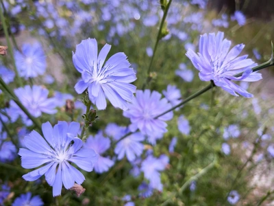 Nahaufnahme blühender Wegwarte mit leuchtend blauen, strahlenförmigen Blüten. Die filigranen Blütenblätter sind fein gezackt. Im Hintergrund sind weitere Blüten und grüne Stängel in unscharfer Umgebung sichtbar.