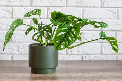 Eine attraktive Monstera adansonii, auch bekannt als Fensterblatt, in einem modernen, dunkelgrünen Topf.