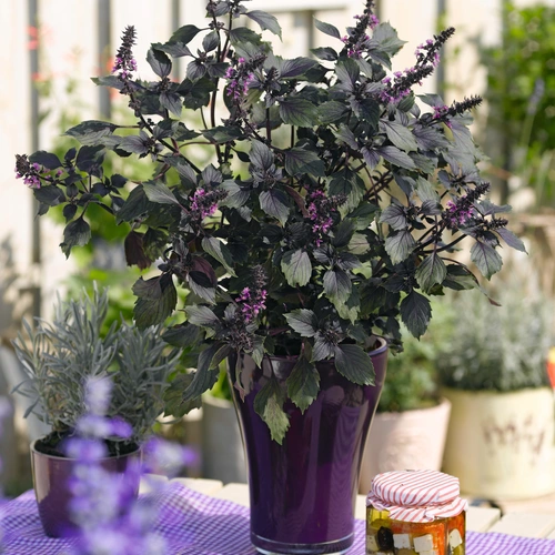 Rotes Strauchbasilikum (Ocimum basilicum 'Purpurascens') in einem lila Topf steht auf einem Tisch im Garten. Die Pflanze hat tiefrote, glänzende Blätter und zarte lila Blüten, umgeben von anderen Kräutern und Gewürzen.