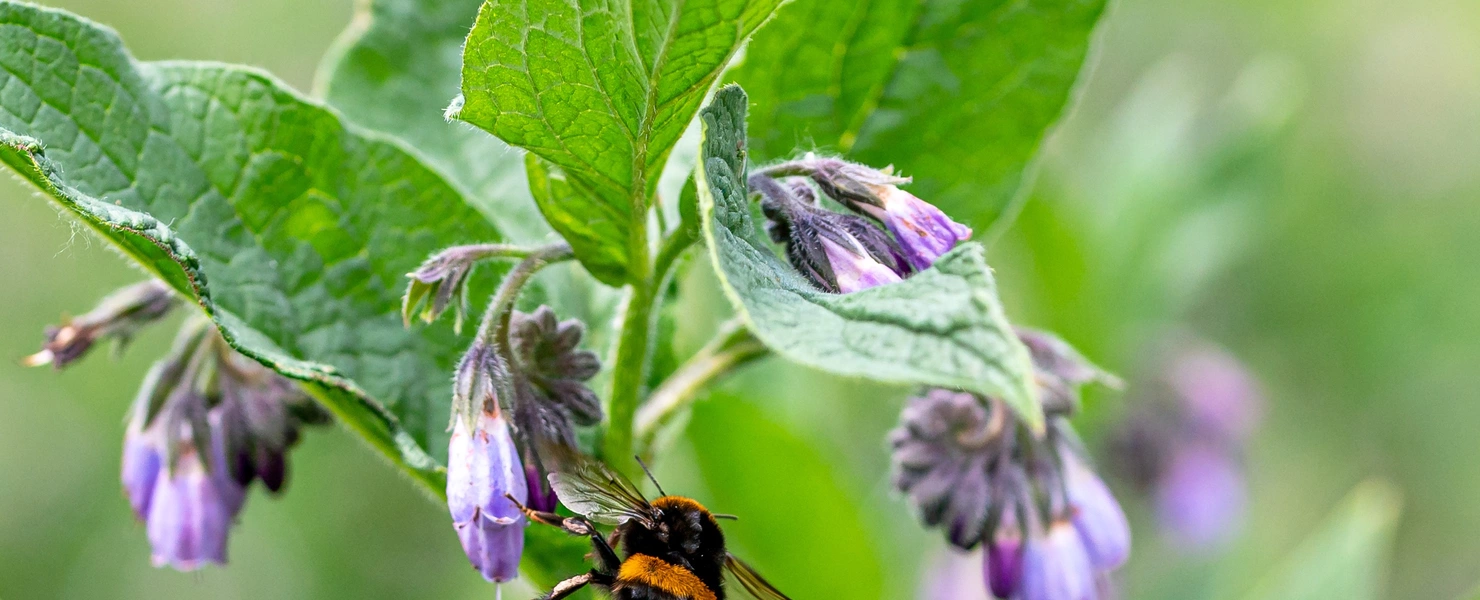 Echter Beinwell mit violetten, glockenförmigen Blüten und großen, behaarten Blättern. Eine Hummel sammelt Nektar an einer der Blüten. Der Hintergrund ist grün und leicht verschwommen, mit weiteren Beinwell-Pflanzen.