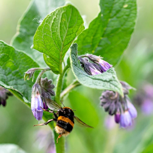 Echter Beinwell mit violetten, glockenförmigen Blüten und großen, behaarten Blättern. Eine Hummel sammelt Nektar an einer der Blüten. Der Hintergrund ist grün und leicht verschwommen, mit weiteren Beinwell-Pflanzen.