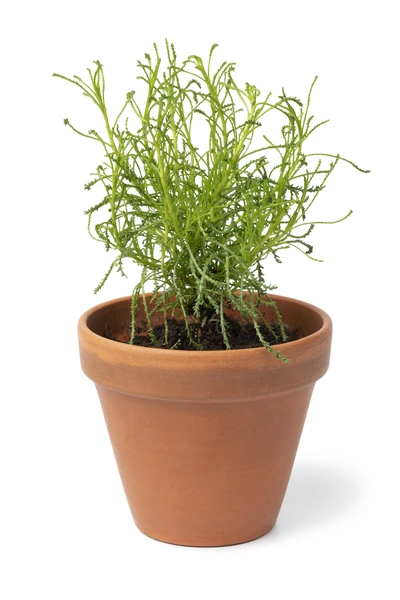 Olivenkraut (Olea europaea) in einem Terrakottatopf, die Pflanze wächst kräftig mit grünen, fein verzweigten Stängeln und ist gut gepflegt.