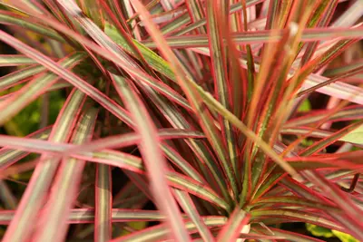 Detailaufnahme der rot gerandeten Blätter eines Gerandeten Drachenbaums (Dracaena marginata)