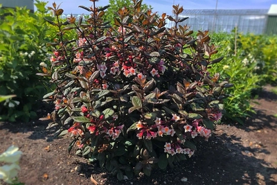 Reich blühende Weigelie 'Vintage Love' mit rosa-weißen Blüten.