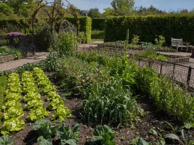Gemüsegarten mit verschiedenen Pflanzen, darunter Lauch, Salat und Bohnen.