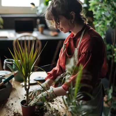 Frau pflanzt einen jungen Gerandeten Drachenbaum (Dracaena marginata) um