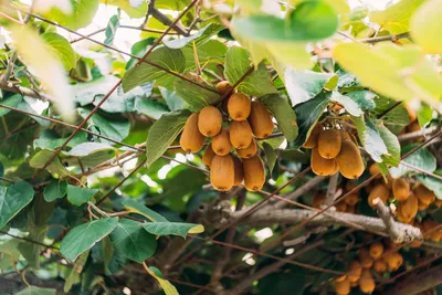 Kiwipflanze mit vielen reifen Früchten an einem Rankgerüst im Garten.