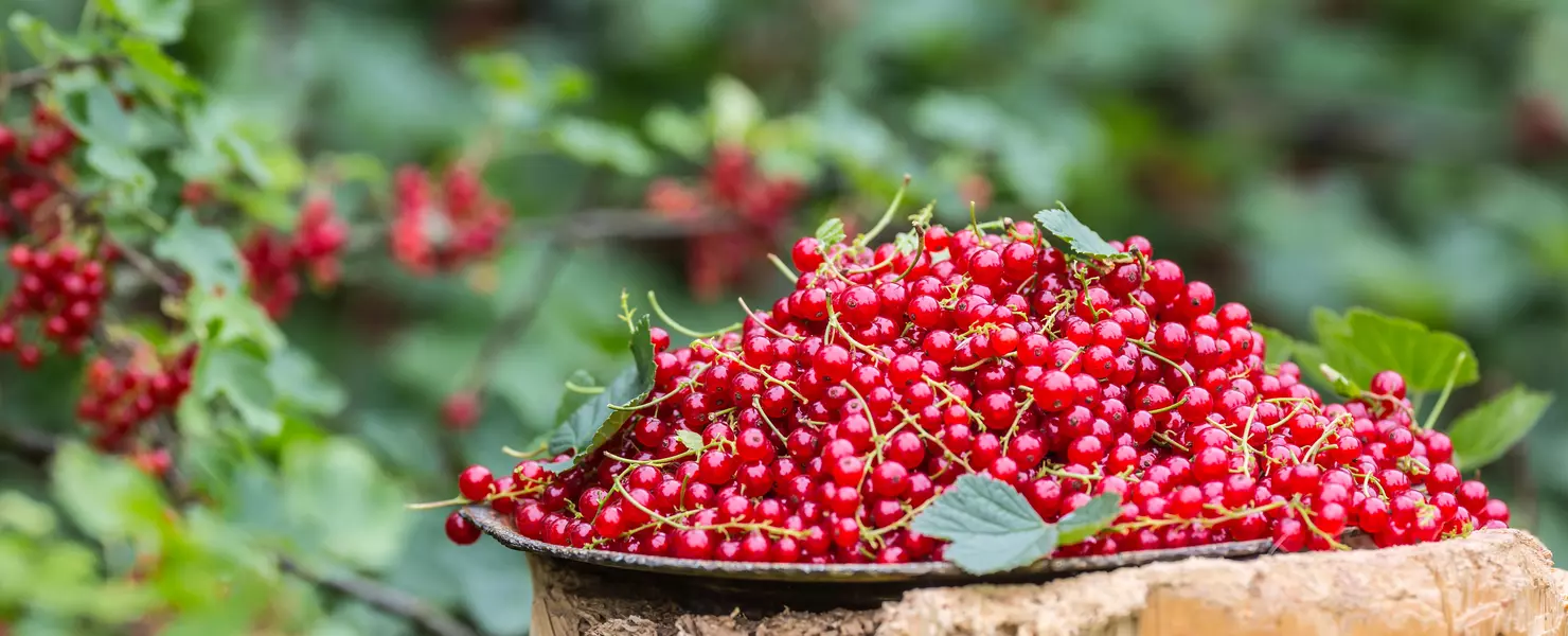 Eine Schale voller frisch geernteter roter Johannisbeeren steht im Garten.