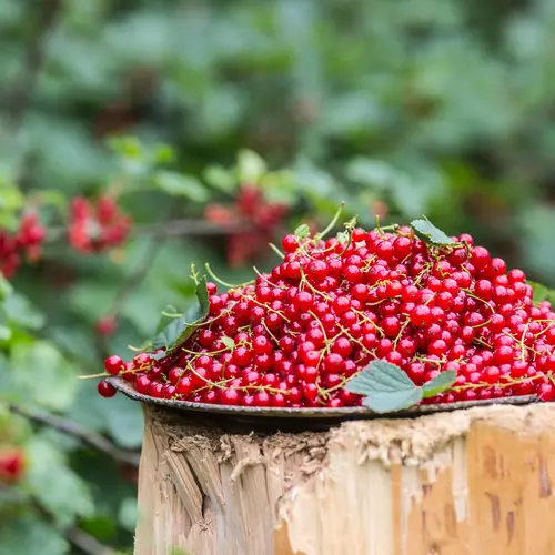 Eine Schale voller frisch geernteter roter Johannisbeeren steht im Garten.