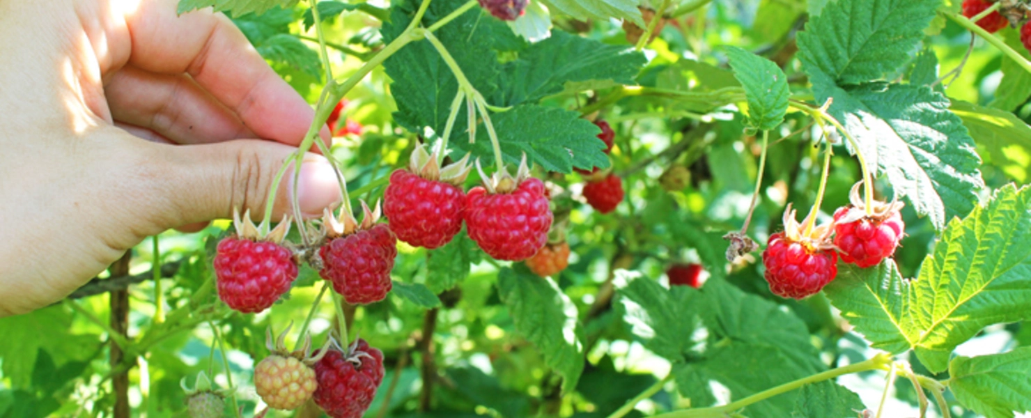 Eine Hand pflückt rote, reife Himbeeren von einem Strauch.