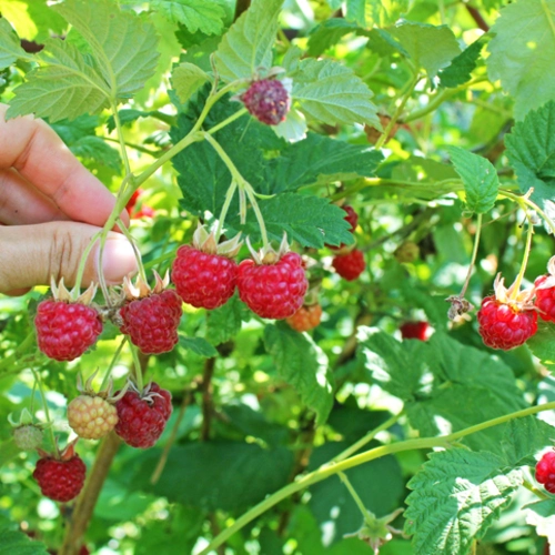 Eine Hand pflückt rote, reife Himbeeren von einem Strauch.