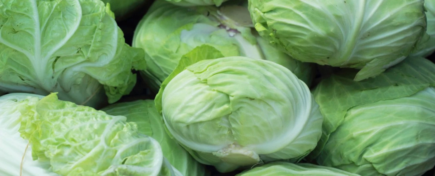 Mehrere Köpfe Ufo-Kraut (Weißkohlart) auf einem Marktstand.