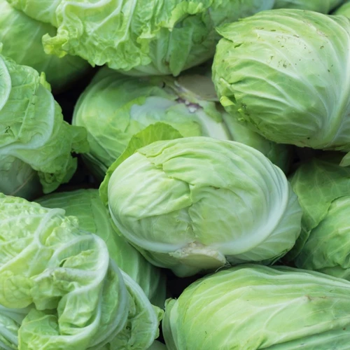 Mehrere Köpfe Ufo-Kraut (Weißkohlart) auf einem Marktstand.