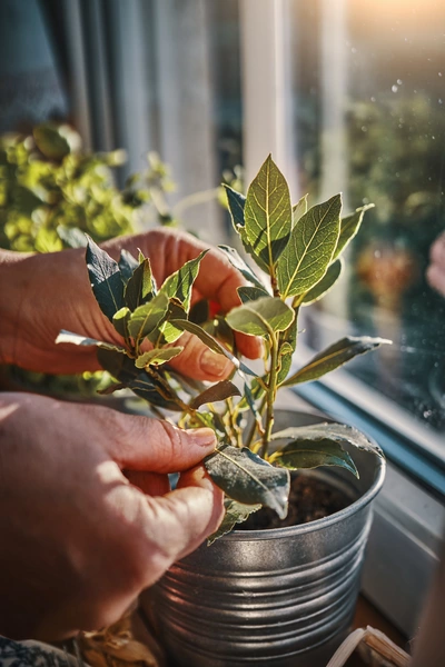 Eine Person pflegt eine Küchenlorbeer-Pflanze in einem Metalltopf auf einer sonnigen Fensterbank. Die grünen Blätter der Pflanze sind deutlich zu sehen, während Sonnenlicht durch das Fenster fällt.