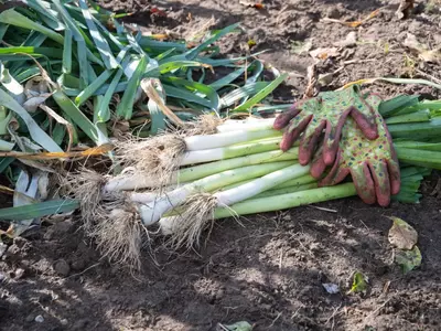Geernteter Lauch mit Wurzeln und grünen Blättern, neben Gartenhandschuhen.