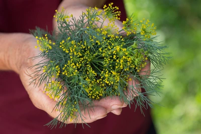 Eine Hand hält ein frisches Bündel Gewürz-Fenchel mit feinen, grünen Blättern und gelben Blüten. Der Hintergrund ist unscharf und grünlich.