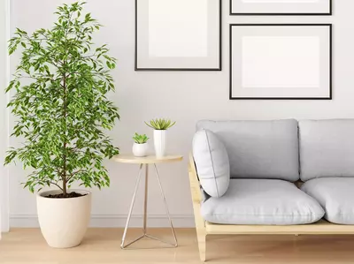Birkenfeige in einem hellen Topf neben einem kleinen Tisch und einem grauen Sofa in einem minimalistischen Wohnzimmer