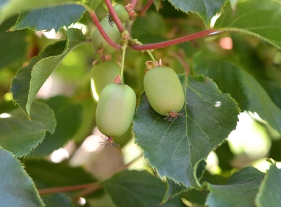 Nahaufnahme von grünen Terrassen-Kiwis mit glatter Schale zwischen Blättern.