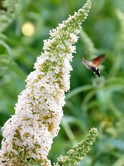 Ein Taubenschwänzchen fliegt eine weiße Buddleja-Blüte an.
